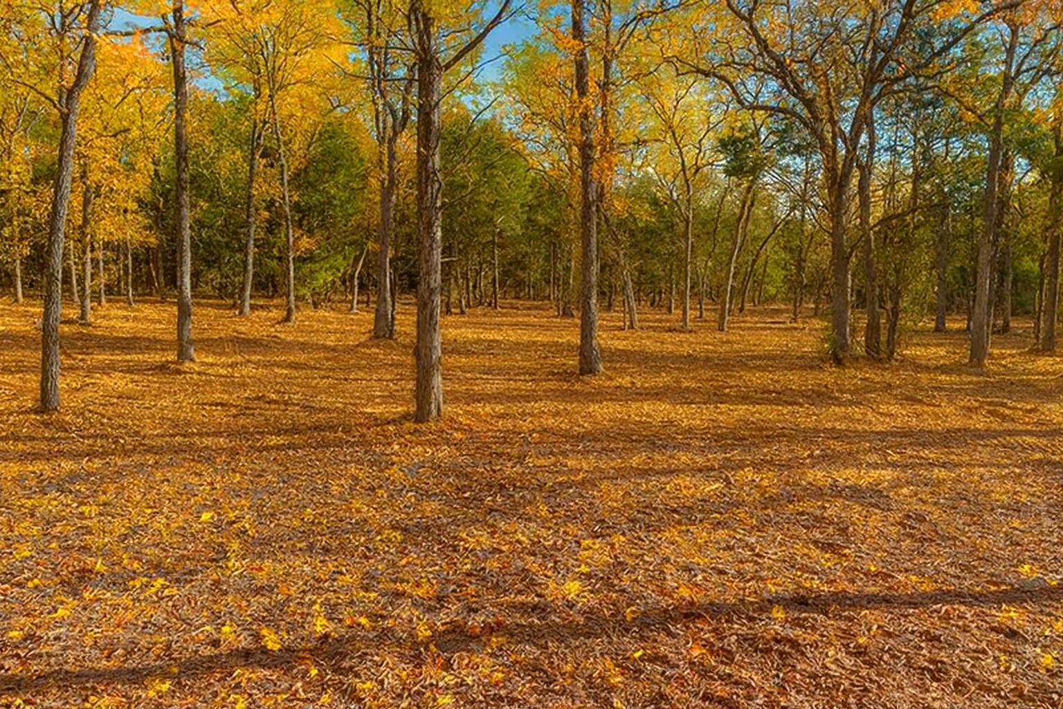 Cleared pasture land after mulching
